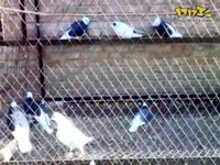 蓝天观赏鸽论坛_17173游戏视频