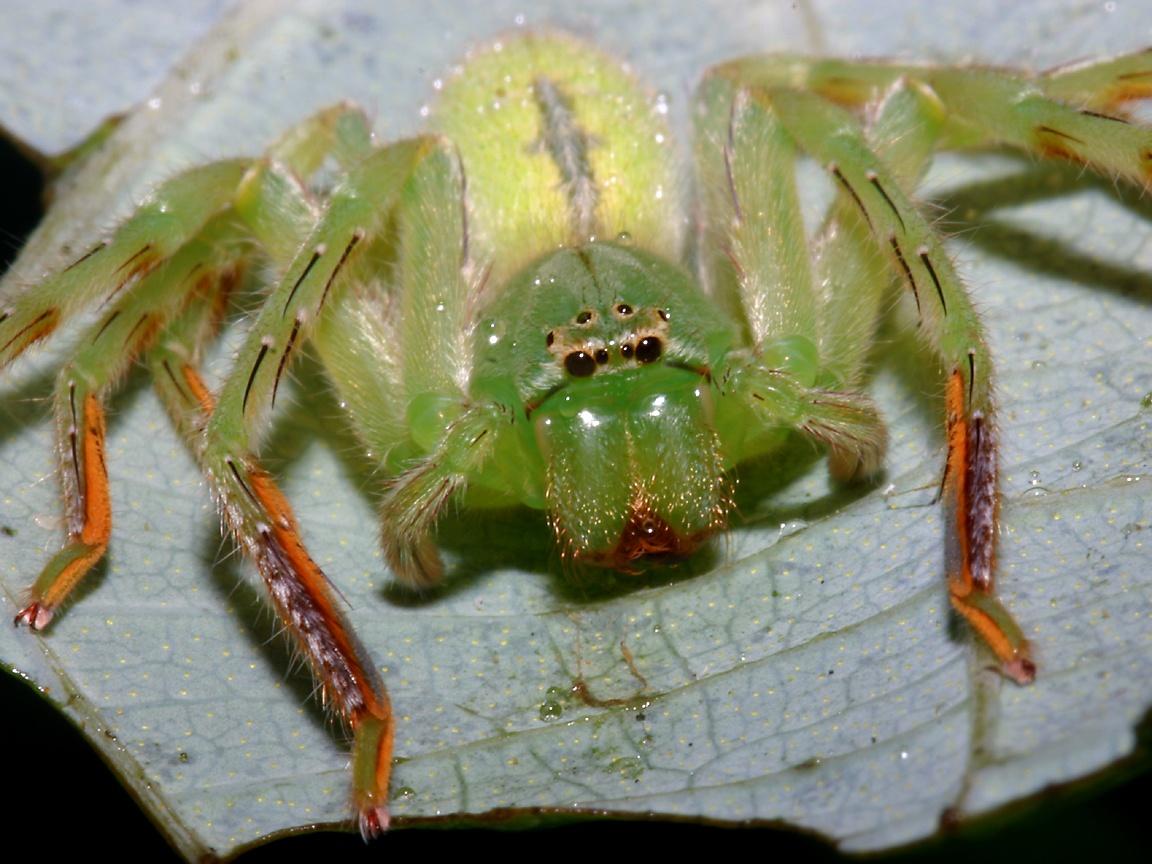 据传被人类列为最恐怖的的十种动物排行 - 日志