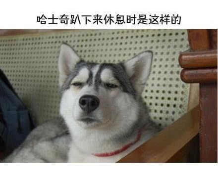 搞笑图片/狗狗哈士奇搞笑图片二货表情哥