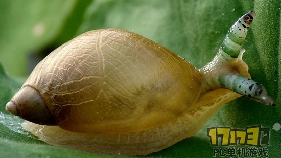 寄生虫已经侵入蜗牛眼部,眼部色彩非常靓丽,蜗牛两眼各有一条寄生虫 这种寄生虫在胞蚴期侵入琥珀螺体内后,会挤进蜗牛细细的眼柄里,然后不断伸缩蠕动。胞蚴的身上有十分显眼的彩色条纹,蠕动起来尤为引人瞩目。 详见以下视频: 在寄生于蜗牛体内后,胞蚴还能控制蜗牛往高处和亮处爬。