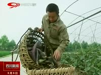 焦点视频 黄焖鸡米饭全面整改 南京食药局通