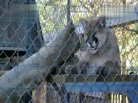 高清花絮 无与伦比的火辣甩胸舞-游戏视频_17