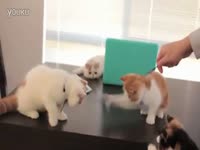 猫抓蟑螂_17173游戏视频