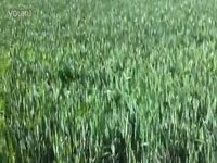 史上最无奈主唱女儿遭遇暴强辣妈伴奏抢镜-游