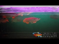 热推视频 骏铭水族2013年第四季 18~20公分级