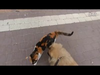 视频集锦 猫和狗的爱情故事-游戏_17173游戏视