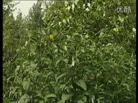 高清花絮 20130830黑龙江七台河电视台帮忙热