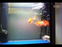 免费 银龙 战船 鹦鹉混养-游戏_17173游戏视频