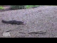 国外牛人抖奶舞秒杀众生_17173游戏视频