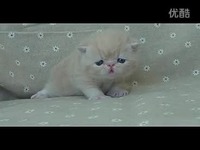 超清 肥美的乳<em>色妹妹</em>来喽 猫阿仔异国短毛猫加