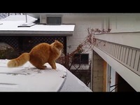 下雪天猫咪跳跃打滑摔惨-游戏视频 免费_1717