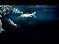 室内养冷水鱼-原创DV 焦点内容_17173游戏视