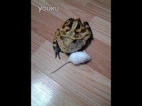 霸王角蛙与小白-游戏视频 热门专辑_17173游戏