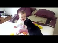 世界 Cats Love Babies 狗狗和猫搞笑视频笑死