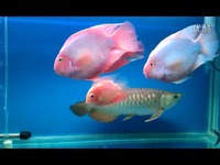 精彩片段 龙鱼鹦鹉混养-热带鱼_17173游戏视频