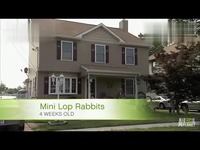 雅望 【纪录片萌宠成长记】四周大的迷你垂耳