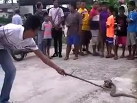澳洲毒性最强两蛇街头上演 蛇吃蛇 -游戏视频热
