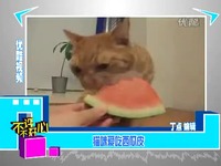 热门集锦 陕西电视台:猫咪爱吃西瓜皮 都市谝闲