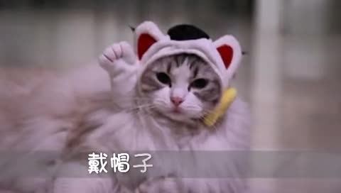 戴帽子的猫高清下载_戴帽子的猫百度影音【免