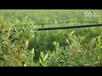 看 维林特农业科技_耐特菲姆- A Drip01 果园滴