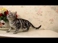 全触屏电脑-游戏 精彩花絮_17173游戏视频