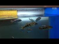 热播 喂食 三间 虎鱼-观赏鱼_17173游戏视频