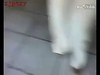 短片 外国小狗发情<em>非礼</em>胖<em>女人</em>-外国小狗发情非