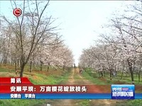 安顺平坝:万亩樱花绽放枝头 贵州新闻联播 140