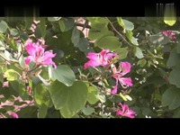 精华视频 吉他曲Gran vals-诺基亚经典铃声的原