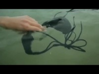 超清观看 极品美女诱惑 _<em>性感</em>的<em>比基尼</em>女孩游