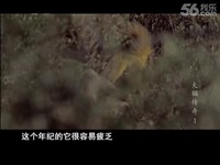 热门 大猫传奇《索贝里家族陷入危机》-纪录片