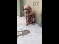 搞笑!会<em>撸管</em>的狗0000-视频 高清预告_17173游