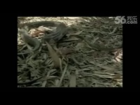 动物世界眼镜蛇吃蛇 人与自然-视频 精彩_171