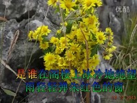 谭晶 菊花台 原唱 童丽-视频 最热视频_17173游