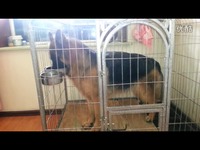 绥芬河长毛德牧-~The sun-视频 高清预告片_17